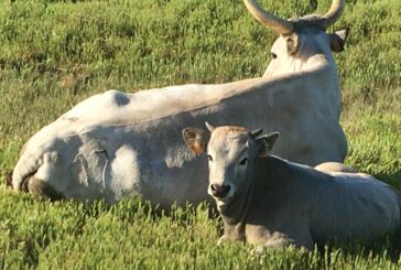 Allevamento: più risorse dalla Regione per l’acquisto di animali riproduttori