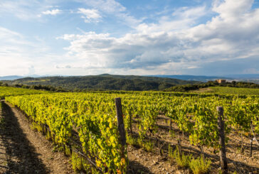 Rosso di Montalcino: altri 350 ettari per le viti