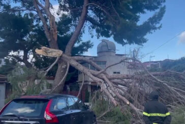 Maltempo a Palermo, così il vento spezza un grosso albero