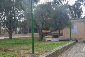 Abbattimento dei pini in piazza d’Armi: c’è chi dice “sì”