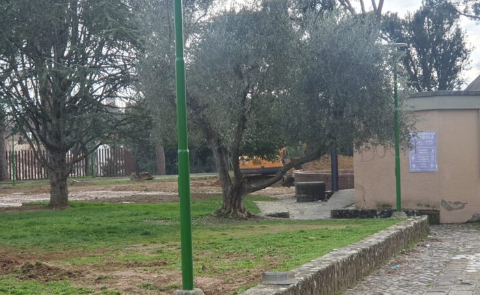 Abbattimento dei pini in piazza d’Armi; c’è chi dice “sì”