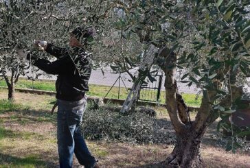 Piancastagnaio, Città dell’olio, presenta il lavoro di un agronomo