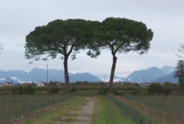 Dal Pnrr 113 milioni per il piano forestazione in 14 città