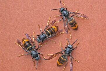 Vespa velutina: via al piano di gestione per ridurne l’impatto