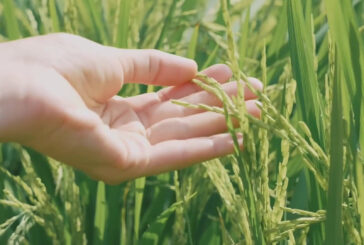 Agroalimentare, Pil in aumento