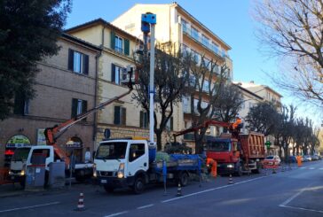 Potatura alberi: prosegue il lavoro delle aree verdi