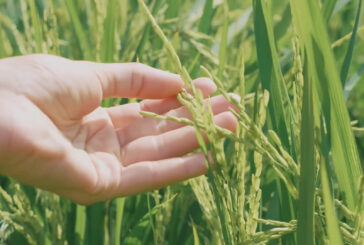 Agroalimentare, cresce il surplus commerciale dell'Ue