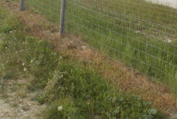 Chianti: diserbante sparso lungo le recinzioni delle vigne