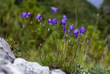 Campanula bergomensis: una scoperta delle Università di Siena e Milano