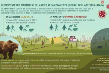 Mammiferi e Covid-19: ricerca internazionale ne indaga il comportamento