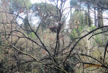 Grig: “Perché tagliare gli alberi della Strada Massetana?”