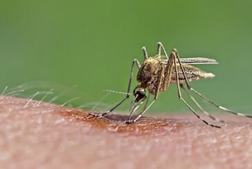 Dal 1° aprile scatta l’ordinanza per il contenimento delle zanzare