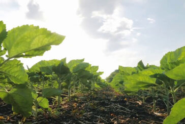 Ue, arriva la riforma della Politica Agricola Comune