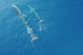 Le Olimpiadi del Mar Mediterraneo: gara contro il tempo per salvare gli animali marini