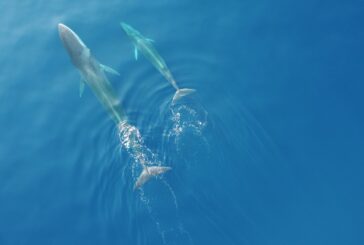 Le Olimpiadi del Mar Mediterraneo: gara contro il tempo per salvare gli animali marini