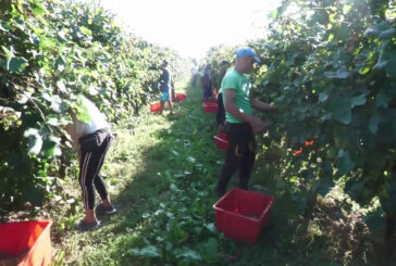 Agroalimentare, il 50% della manodopera è di origine straniera