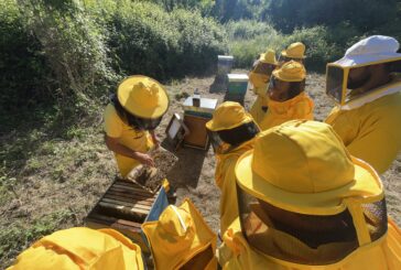 Coldiretti: “Giornata delle api: festa con melari vuoti”