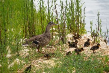 AQP restituisce acqua in natura contribuendo a conservare biodiversità