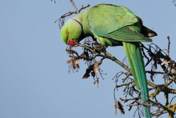 Coldiretti Toscana: “Flagello pappagalli verdi per frutta, mandorli e girasoli”