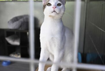 Cresce il numero di gatti abbandonati, cruciali le adozioni consapevoli