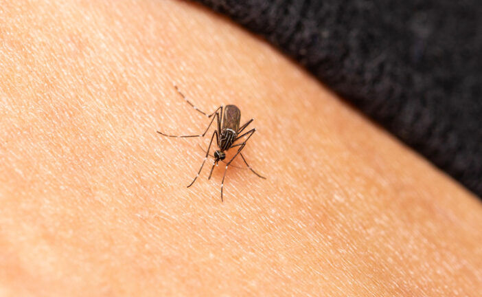 Caso di dengue a Colle: la persone è ricoverata alle Scotte