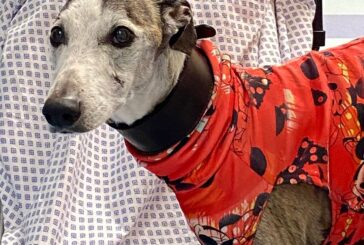 Campostaggia: è un cagnolino a fare il primo incontro di pet visiting