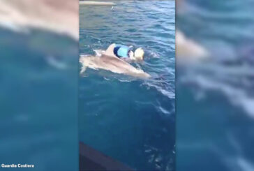 Salvato un cucciolo di delfino a Trapani, le immagini