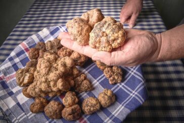 Con il Marzuolo inizia la stagione dedicata ai tartufi delle Crete Senesi