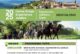 Montalcino accoglie i Cavalieri in cammino verso Roma