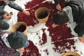 Al Festival di Mensanello tutto pronto per accogliere gli ospiti con il caffè di terroir