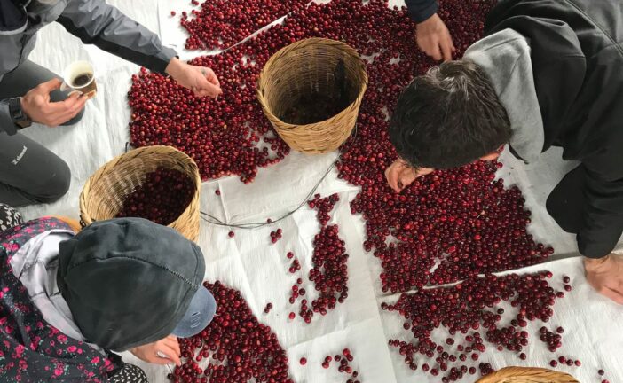 Al Festival di Mensanello tutto pronto per accogliere gli ospiti con il caffè di terroir