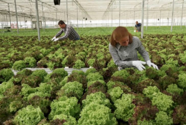 Agroalimentare, performance economica stabile nel IV trimestre 2024
