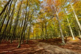 Tutela del bosco: Abbadia San Salvatore porta un odg al consiglio dell’Unione