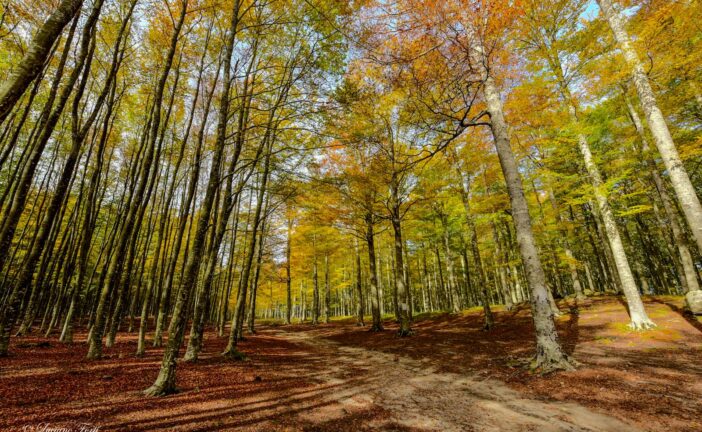 Tutela del bosco: Abbadia San Salvatore porta un odg al consiglio dell’Unione