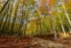 Tutela del bosco: Abbadia San Salvatore porta un odg al consiglio dell’Unione