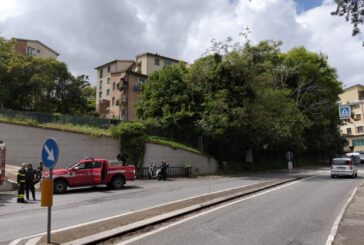 Cade una pianta in viale Sclavo: chiusa la strada