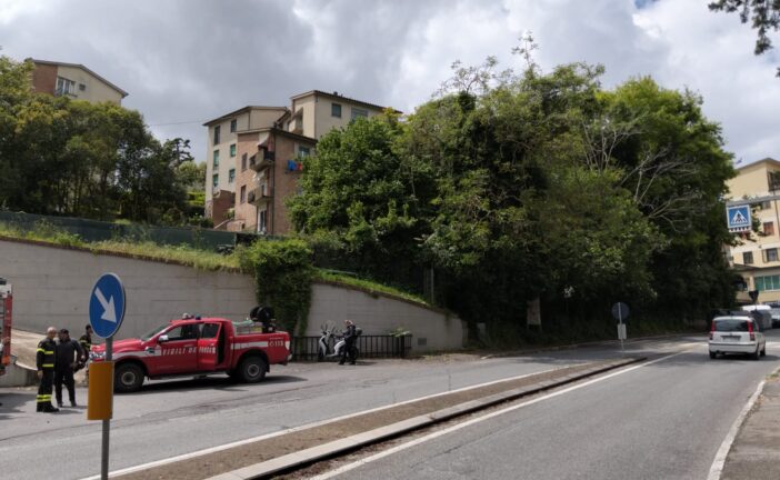 Cade una pianta in viale Sclavo: chiusa la strada