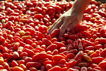 Cresce l'export delle conserve di pomodoro