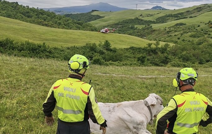 Piancastagnaio: mucca gravida salvata dai Vigili del fuoco
