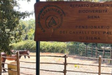 Il Comune acquisisce le proprietà di Mississippi ed Elio da Clodia