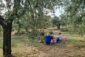 Montepulciano: pomeriggio di gusto e natura con la Merenda nell’Oliveta