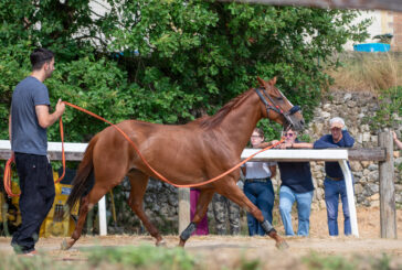 Palio: le previsite al Ceppo (Fotogallery)