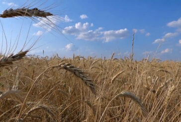 Granaio Italia, scatta l’obbligo di registrare le giacenze di cereali