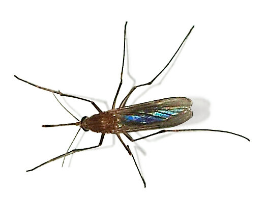 West Nile e Usutu: attivato dall’Asl Tse il piano di sorveglianza