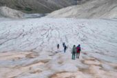Al via il progetto di citizen science “CollembolICE “