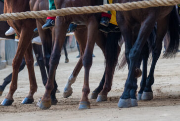 Le altre mosse del Palio di luglio