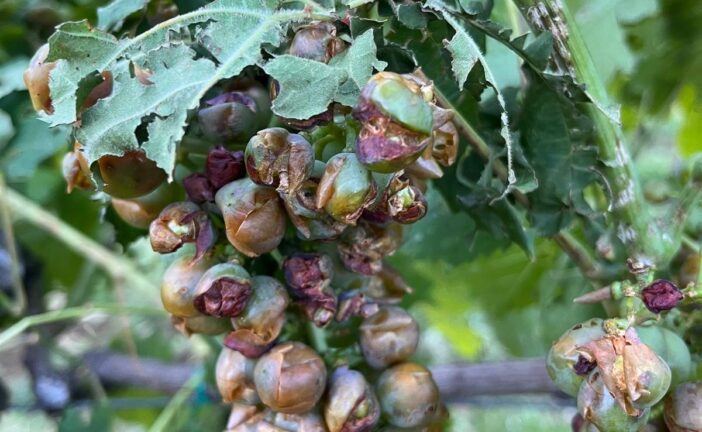 Maltempo: ingenti danni a San Gimignano, la preoccupazione di Coldiretti Siena