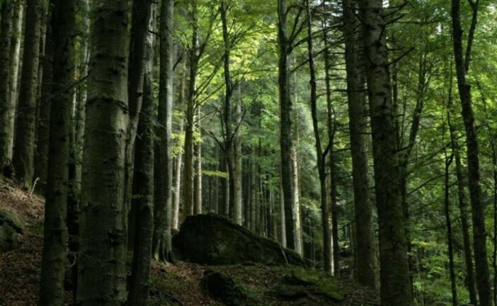 Investimenti produttivi forestali: 5 milioni di risorse in più a disposizione