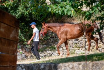 Palio 16 agosto: 107 i cavalli ammessi alle previsite
