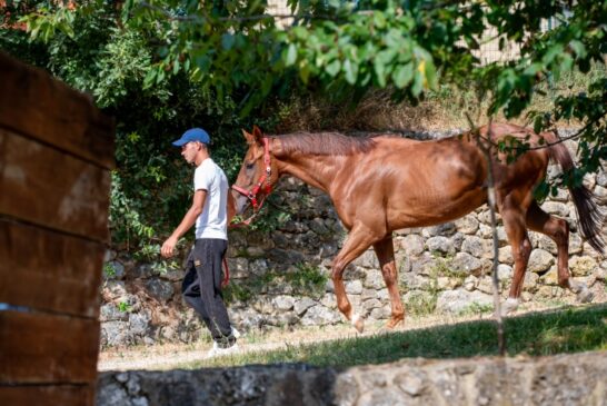 “Eccesso regolatorio e violazione della libertà d’esercizio professionale”
